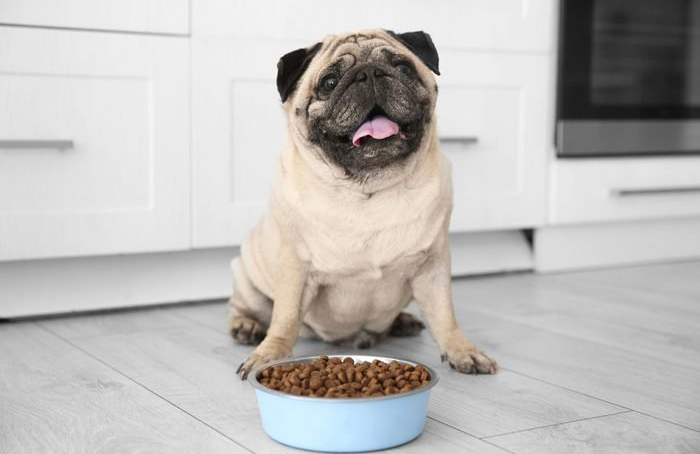 Your usually ravenous pup won’t eat