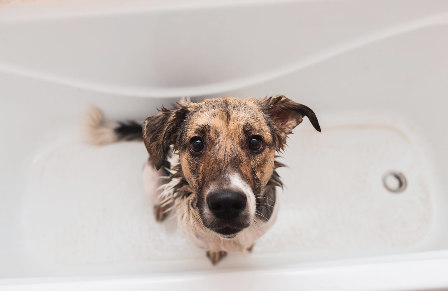 Shampoo your dog (in a pinch)