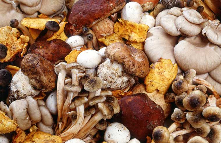 Mushrooms