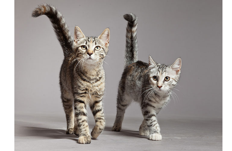 Only providing one litter box