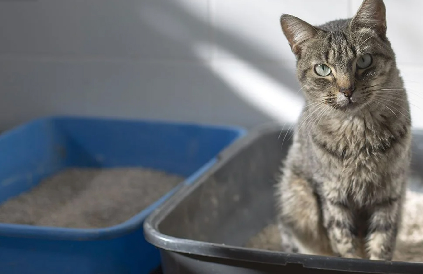 Putting all of the litter boxes in one room
