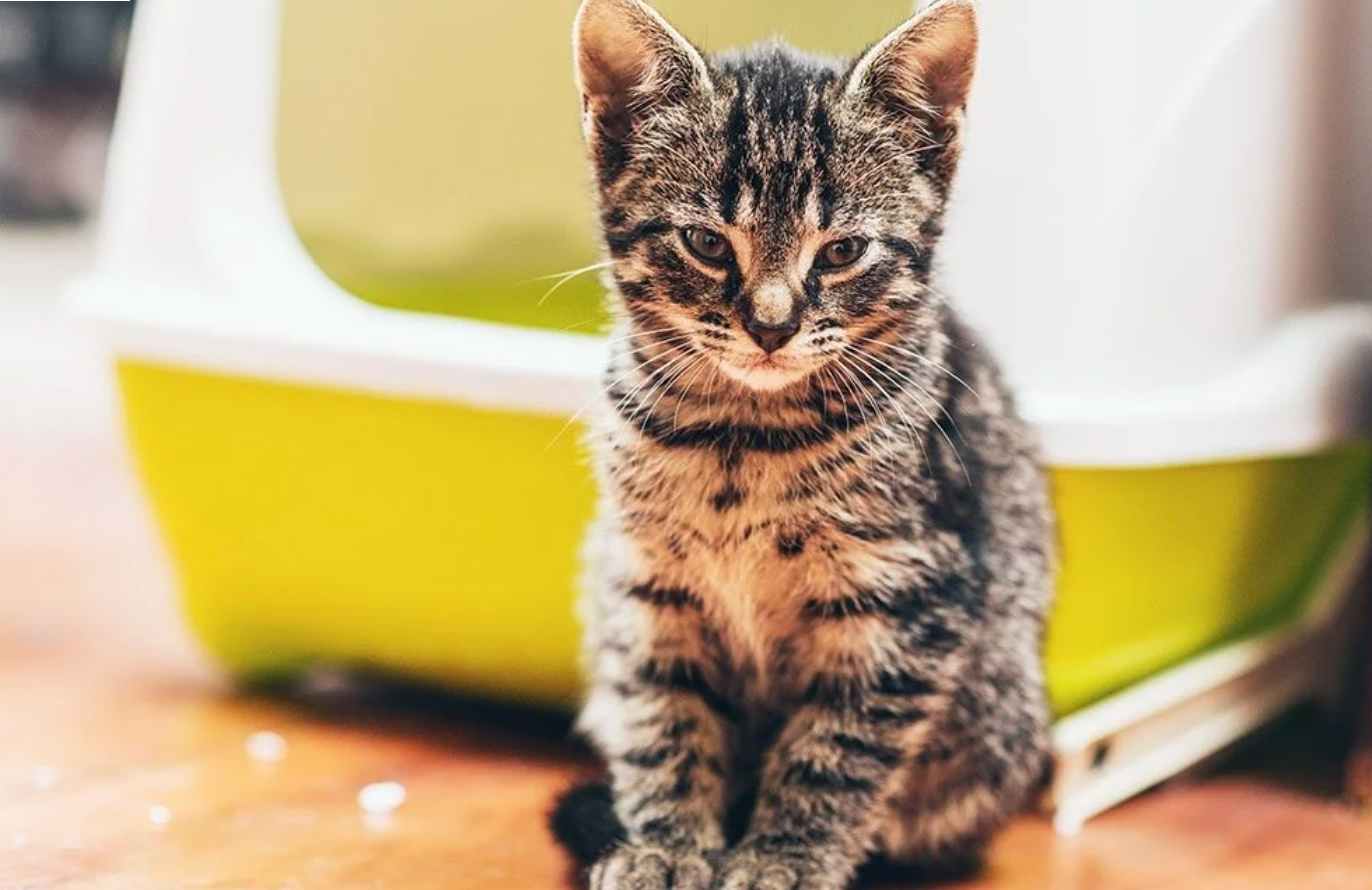 Buying a covered litter box
