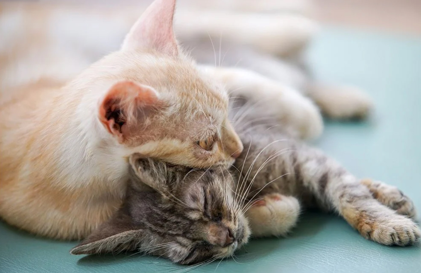 Failing to foster a family vibe