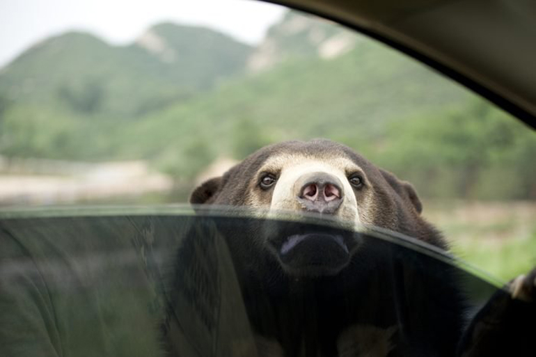 The carjacking bear