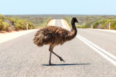 12 hilarious crimes that you didn’t know were committed by animals