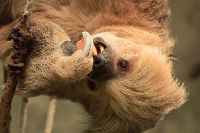 The stealthy sloth