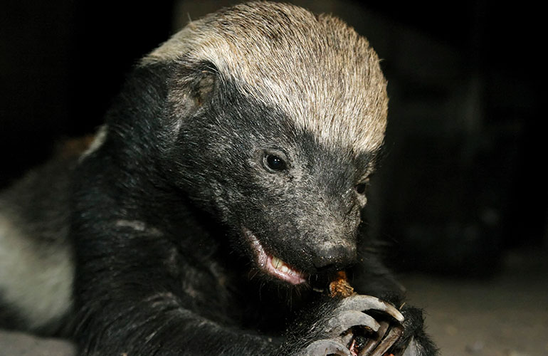 Honey badger