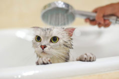 Why do cats hate water? 6 reasons your cat doesn’t like getting wet