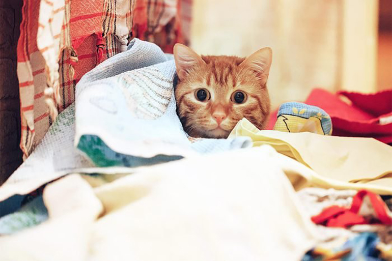 The underwear-snatching cat burglars