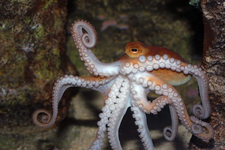 The prankster octopus