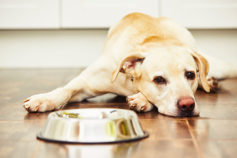 Dog depression: 9 signs your dog is sad