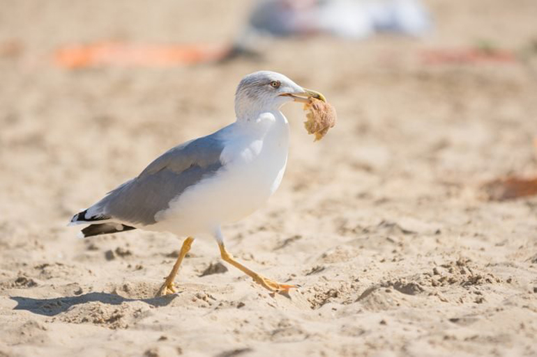 The hungry seagull