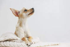 9 tips for keeping your pet safe during a natural disaster