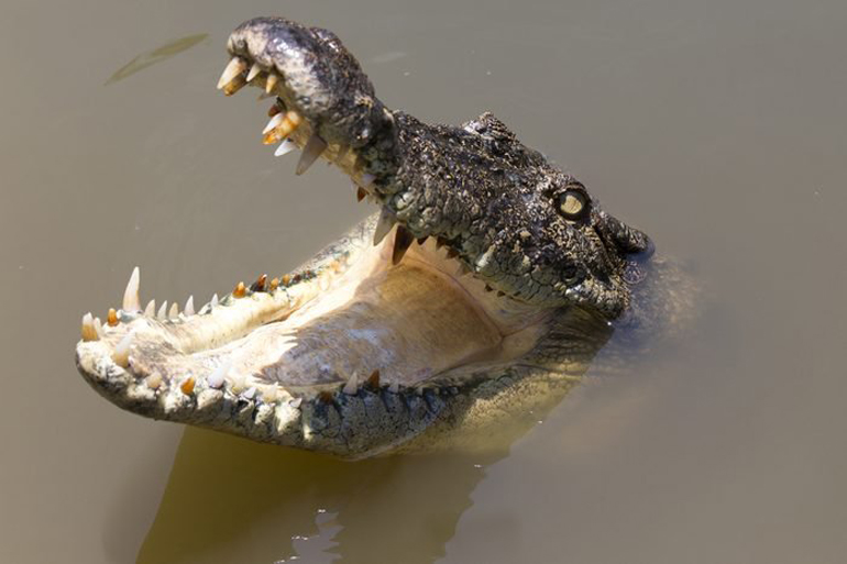 The home-invading crocodile
