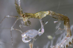 22 animal species so gross, they’ll make your skin crawl