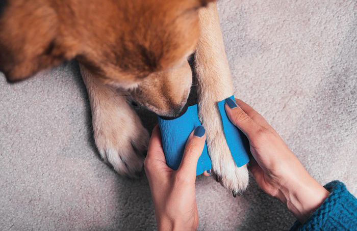 Invest in a pet first-aid kit