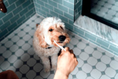 How to clean your dog’s teeth