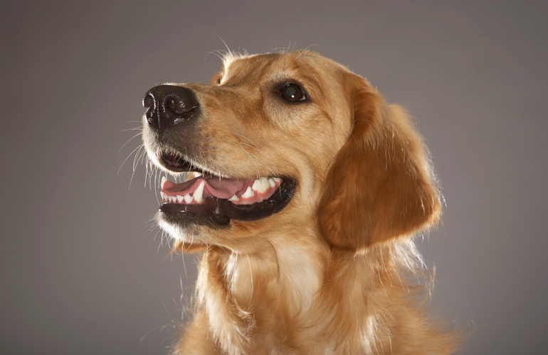 How to clean your dog’s teeth