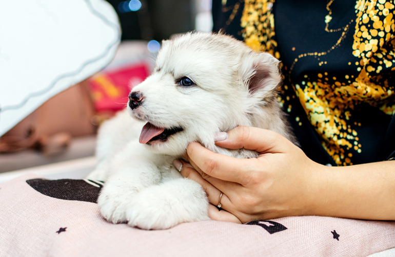 2. Touch your dog’s mouth