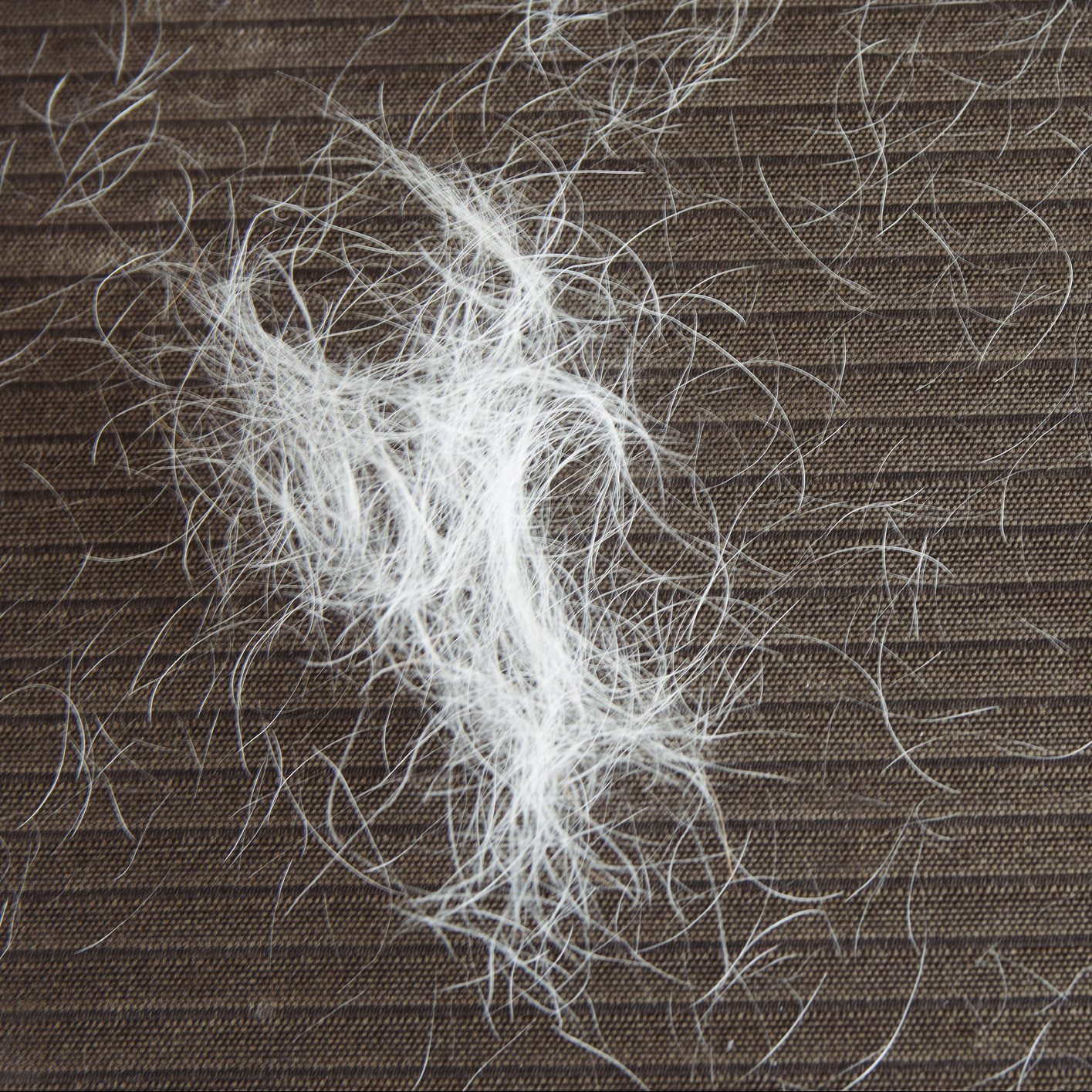 Clean up pet hair