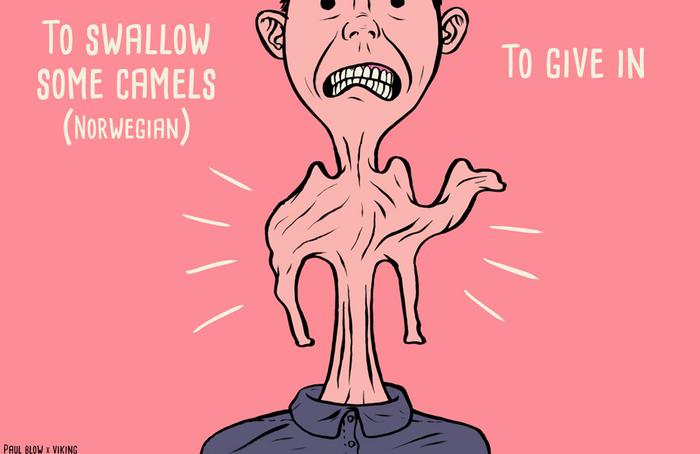 Swallow some camels (Norwegian)