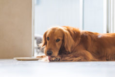 Why do dogs lick their paws? 7 common reasons