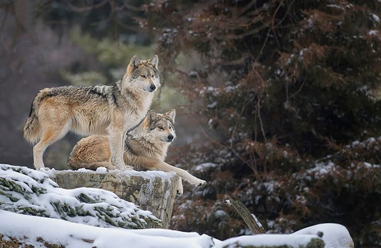 Animals that mate for life: grey wolf