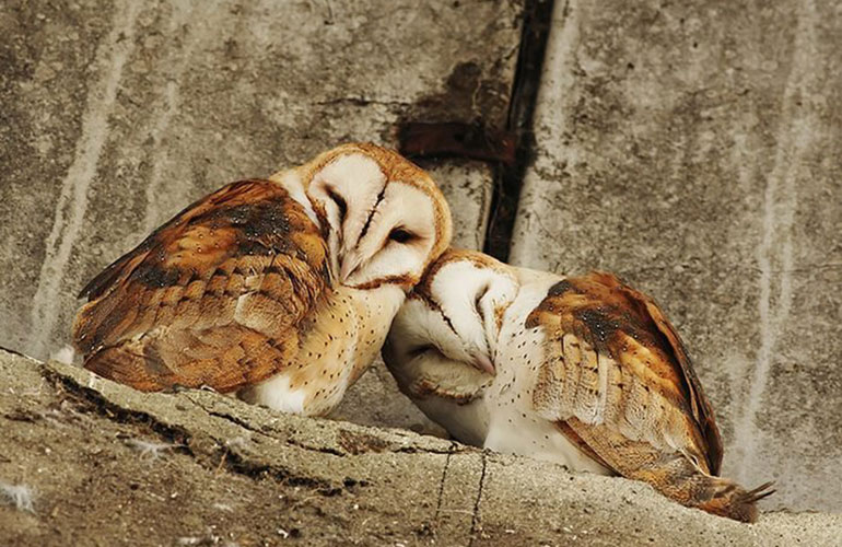 Animals that mate for life: barn owl