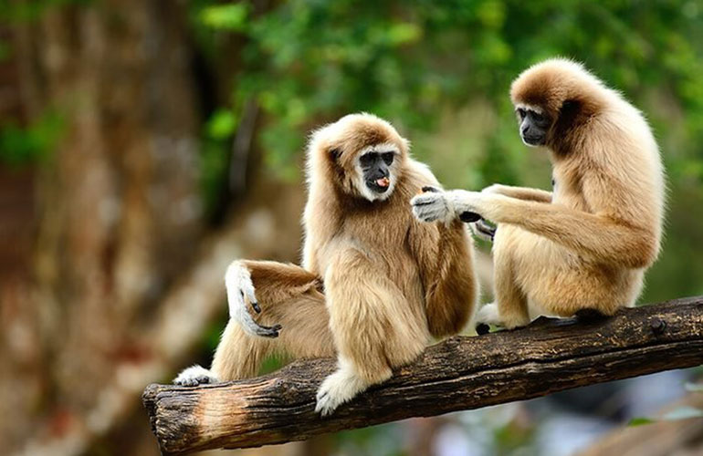 Animals that mate for life: gibbon