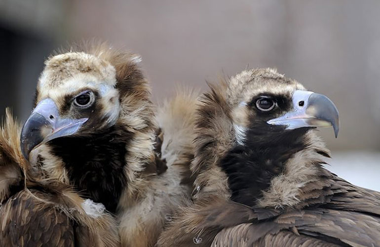 Animals that mate for life: black vulture