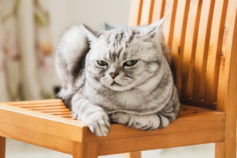 14 signs your cat is mad at you