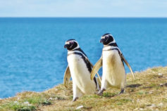 15 penguin pictures that will absolutely melt your heart