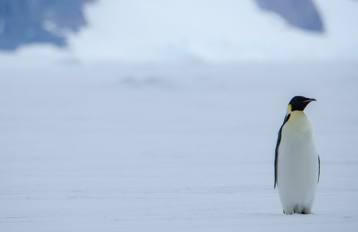 Emperor penguins are the tallest species of penguin