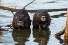 11 monogamous animals that mate for life (it’s not just penguins)