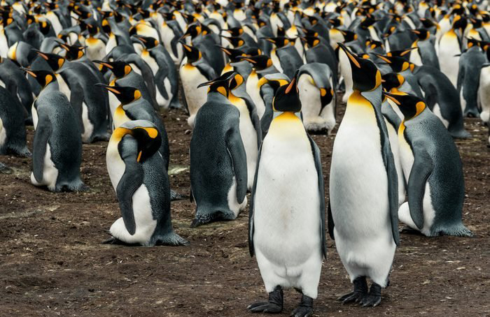 Penguins are among the most social birds on the planet