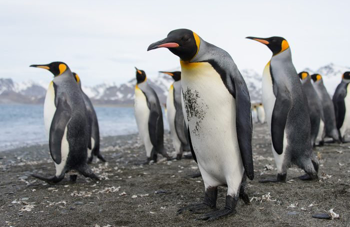…but King Penguins prefer travelling in smaller groups