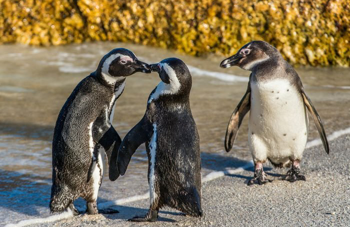 Do penguins really mate for life?