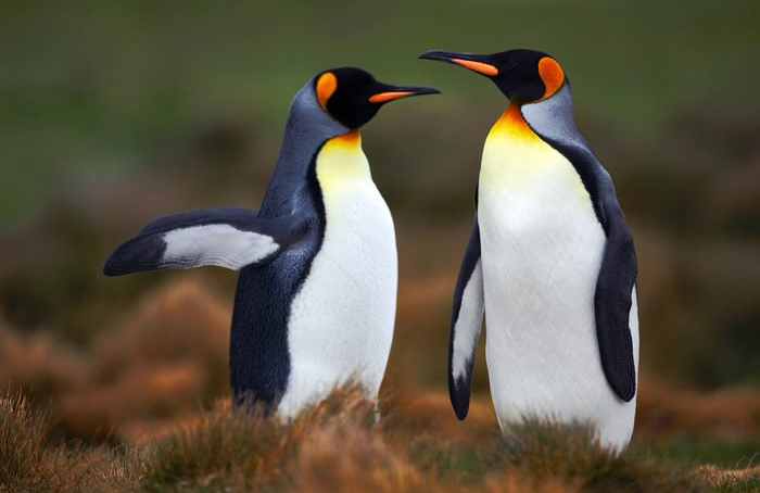 Penguins, they’re just like us…