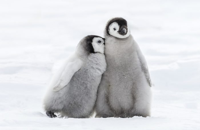 Baby penguins are known as “chicks”