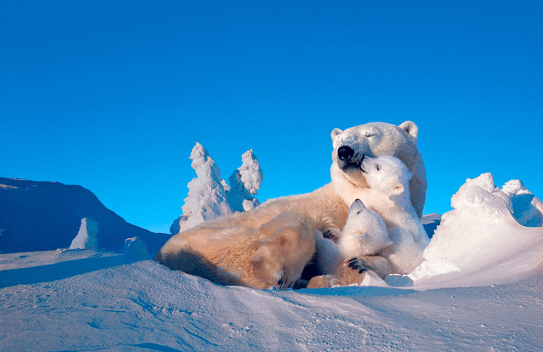 A polar bear's journey