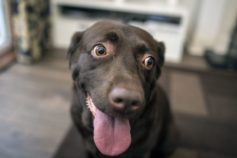 brown dog