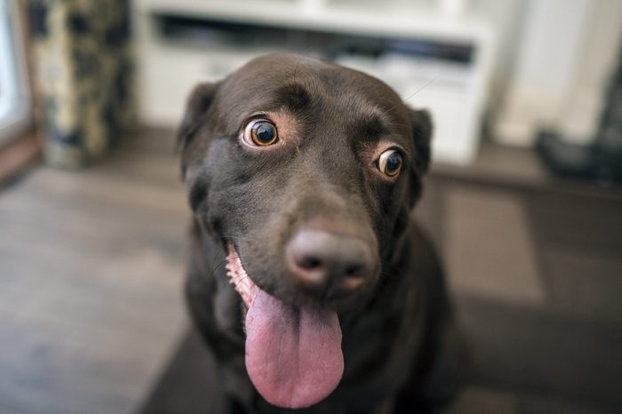 What is normal dog behaviour?