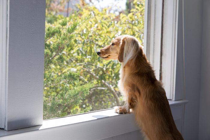 Barking at delivery drivers