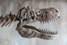 dinosaurs