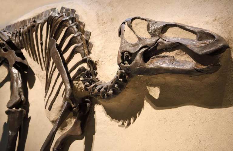Part of the chaos? Dead herbivores