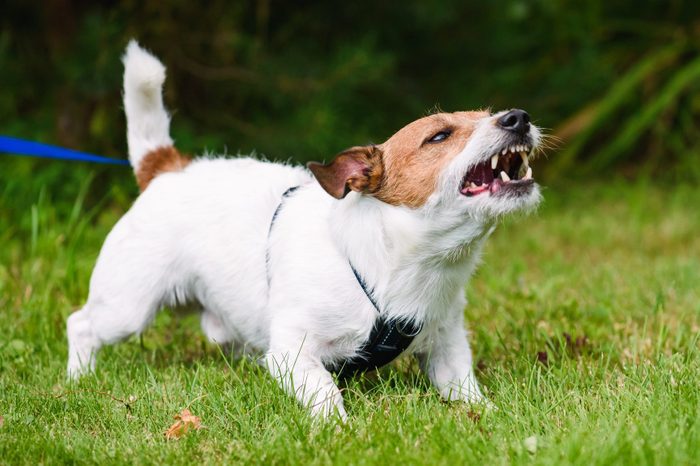 Being aggressive towards other dogs