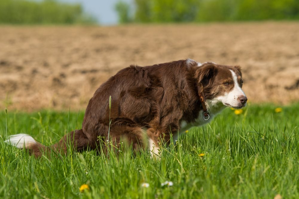 Searching for the perfect place to poo
