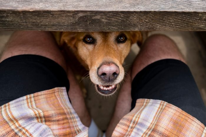 Why do dogs sniff your crotch?