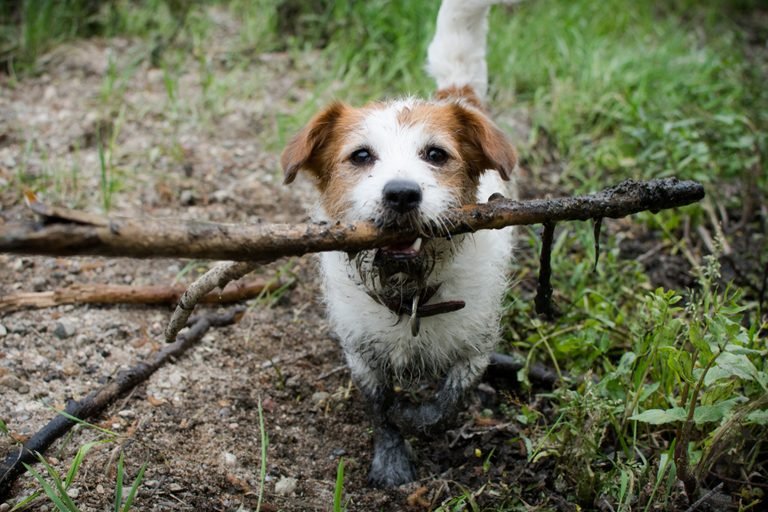 Picking up stuff during a walk