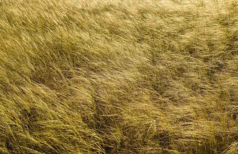 Adapting to grasslands